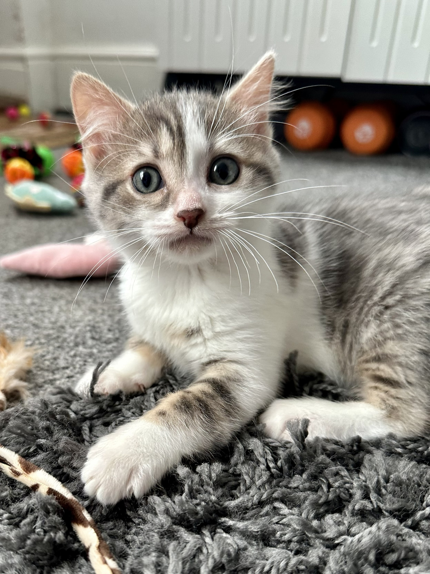 Taytay, a grey and white tabby kitten, sitting on a rug at home